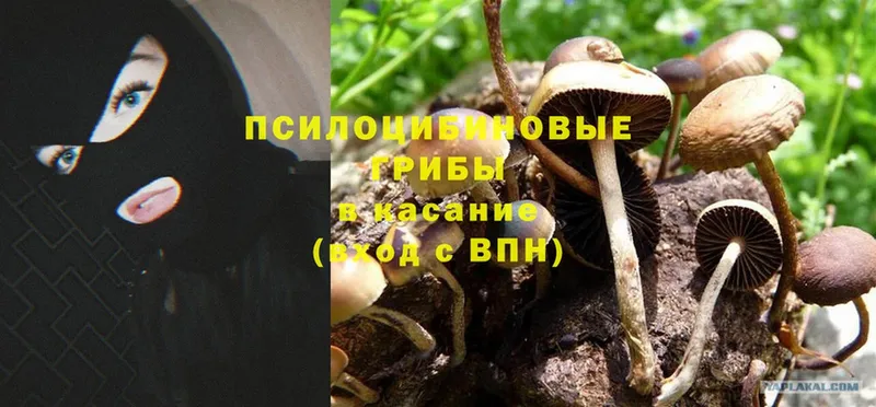 KRAKEN ССЫЛКА  наркота  Верхняя Салда  Псилоцибиновые грибы Cubensis 